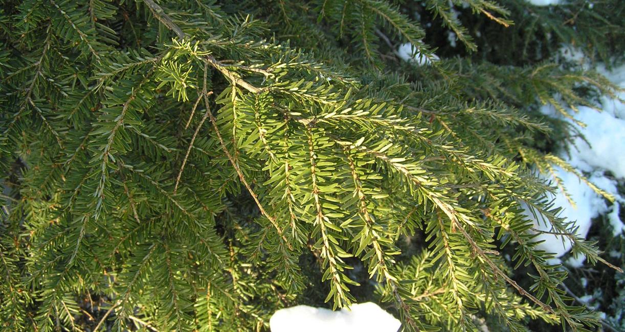 Tree leaves