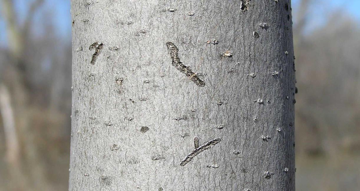 Tree bark