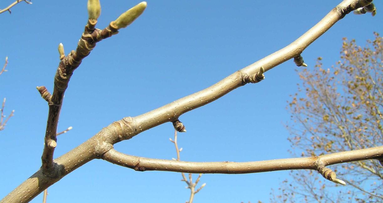 Tree branch