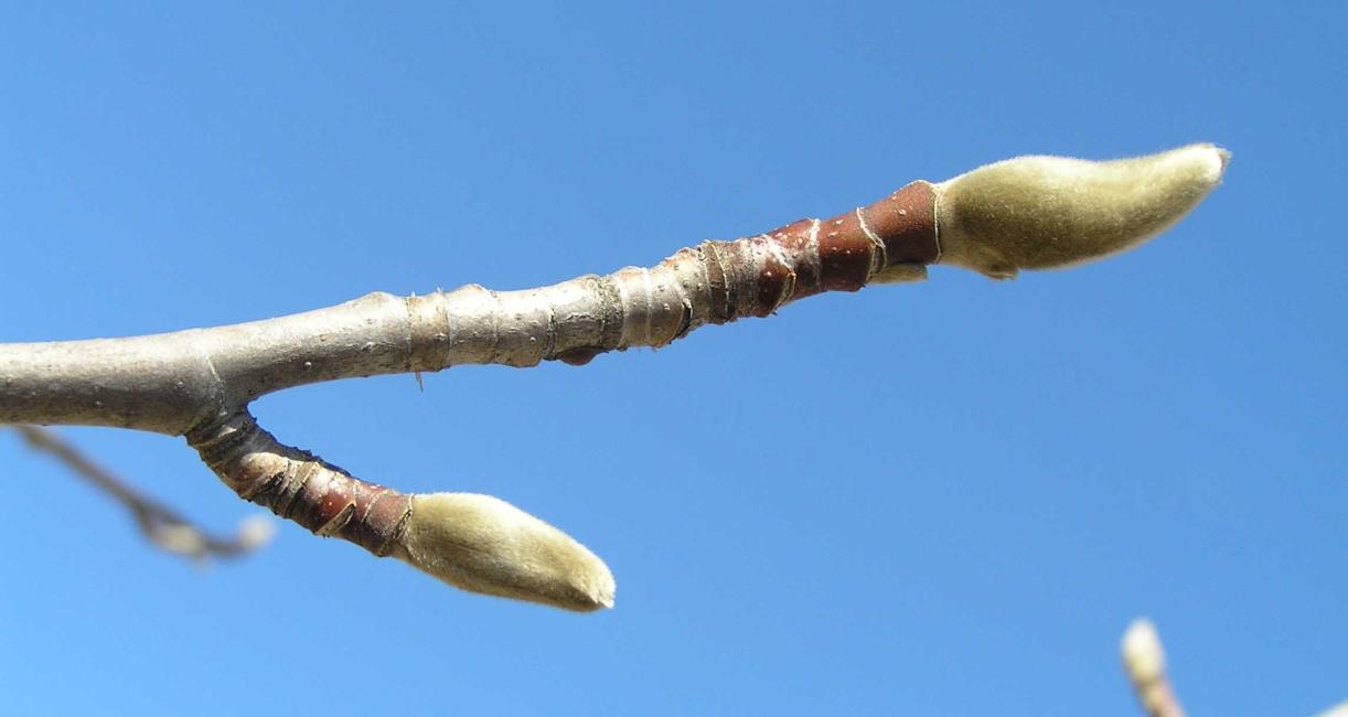 Tree bud