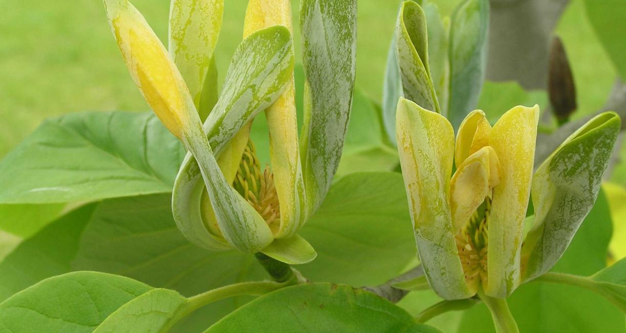 Tree flower