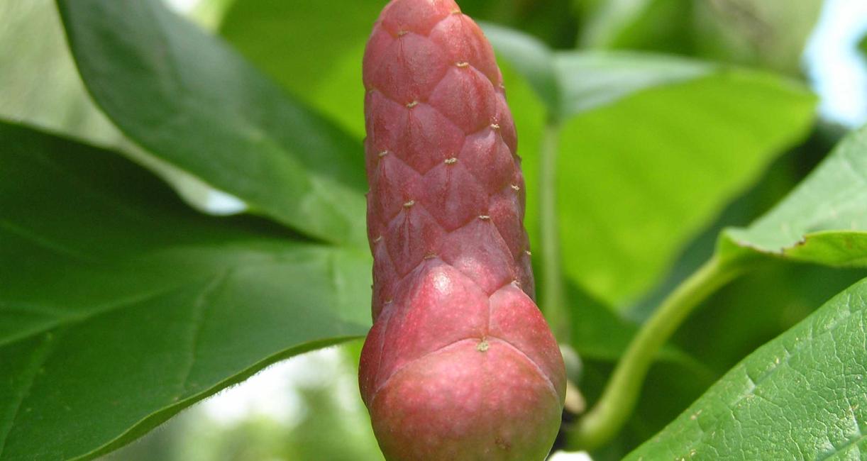 Tree fruit