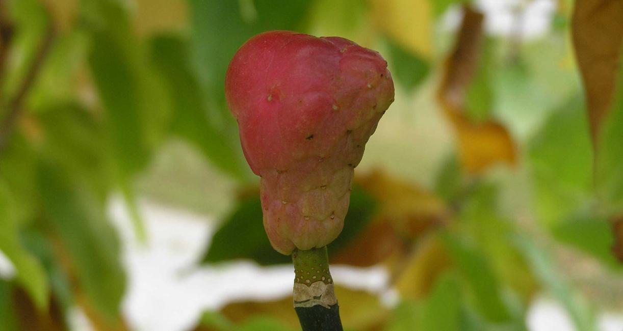 Tree fruit