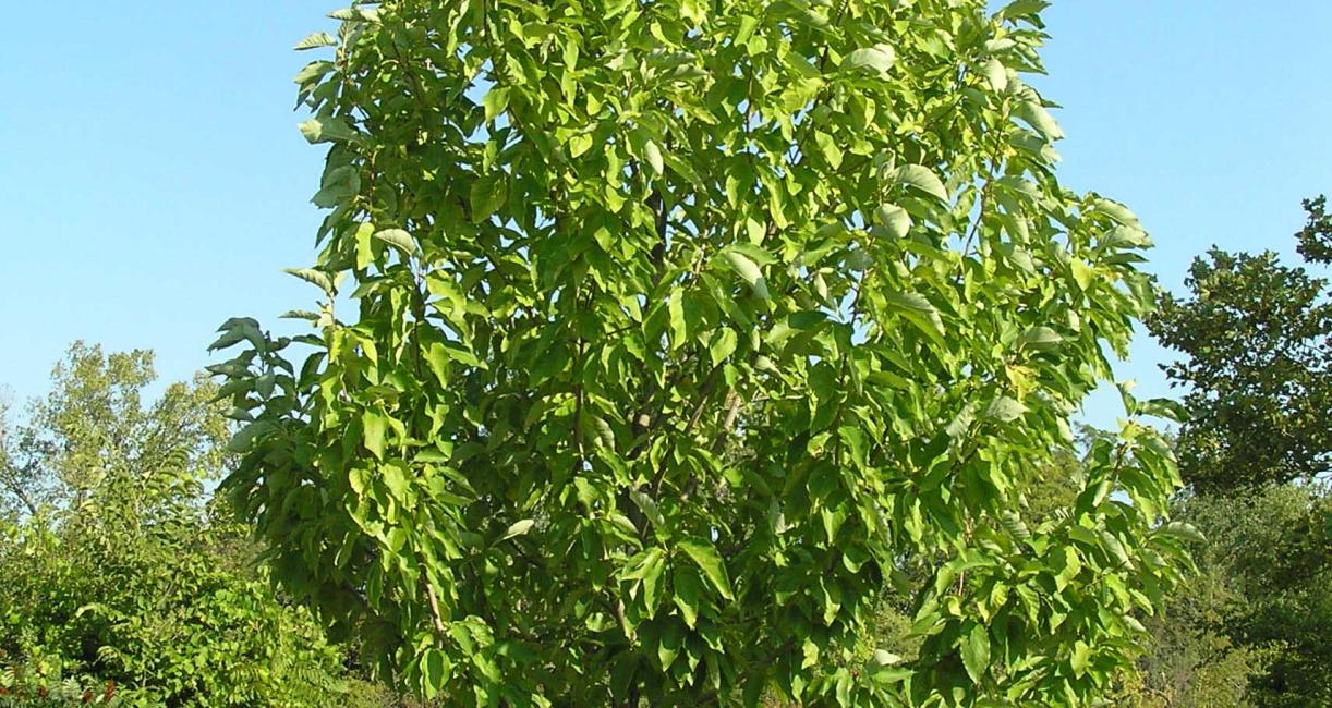 Tree habit