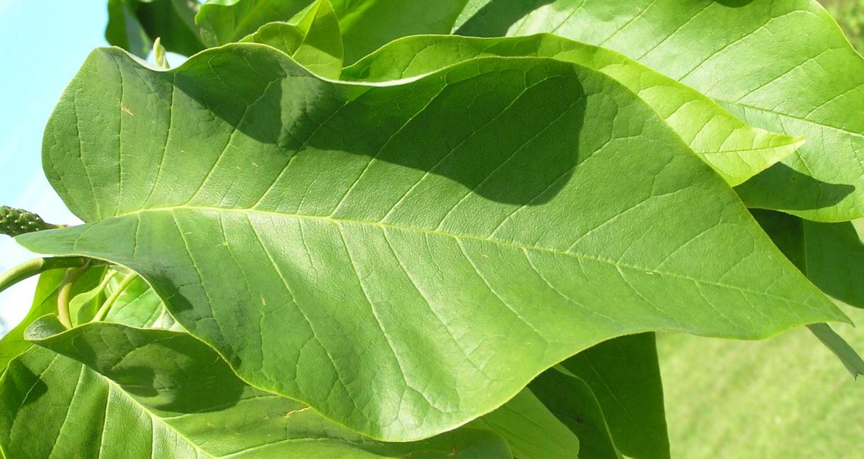 Tree leaves
