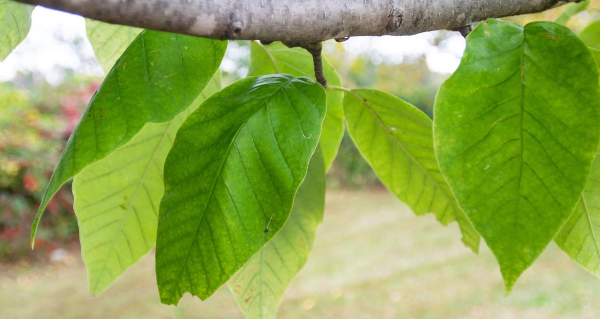 Tree leaves