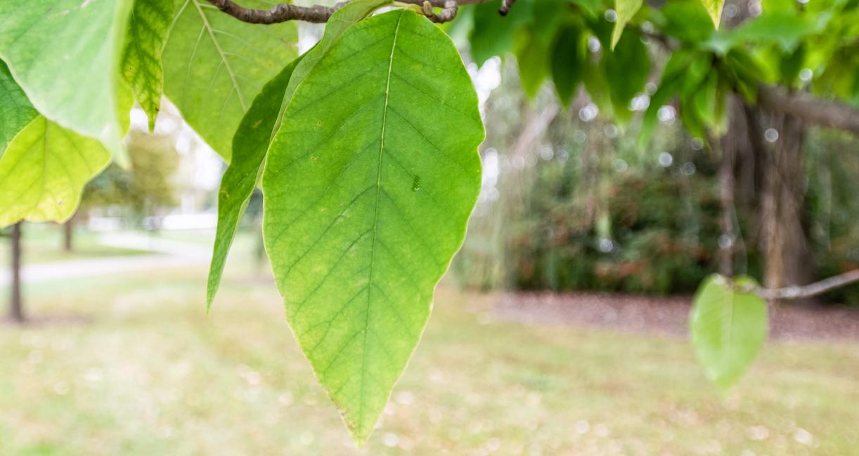 Tree leaves
