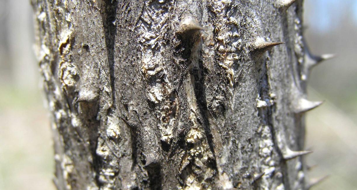 Tree bark