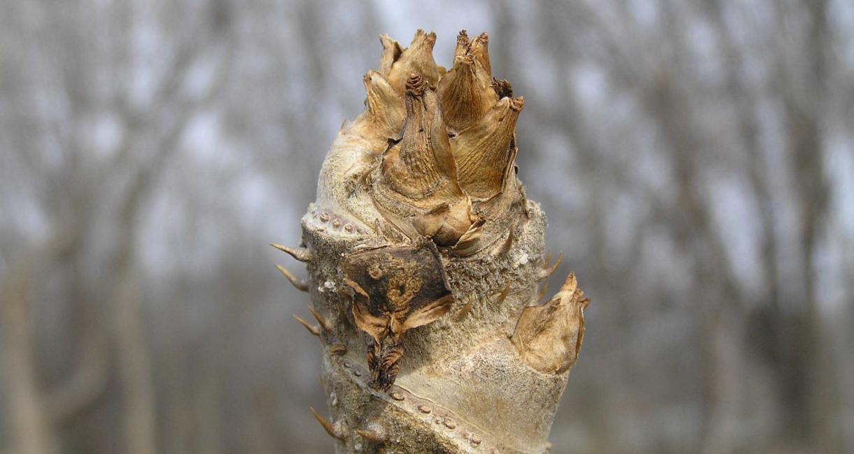 Tree bud