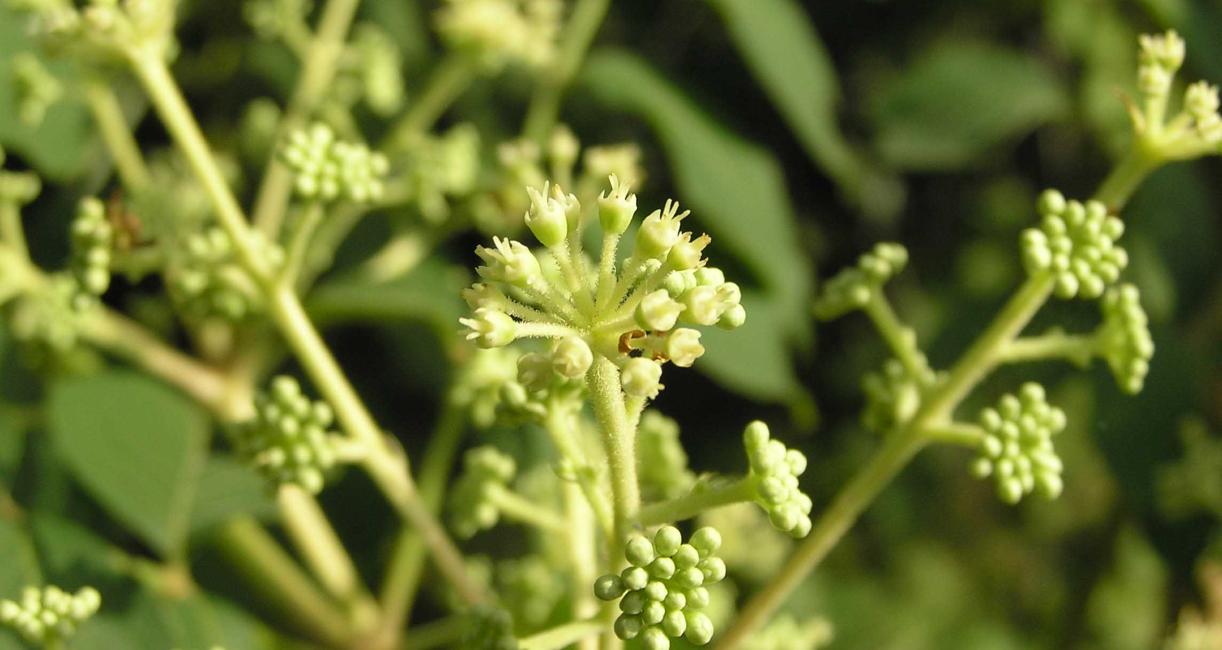 Tree flowers