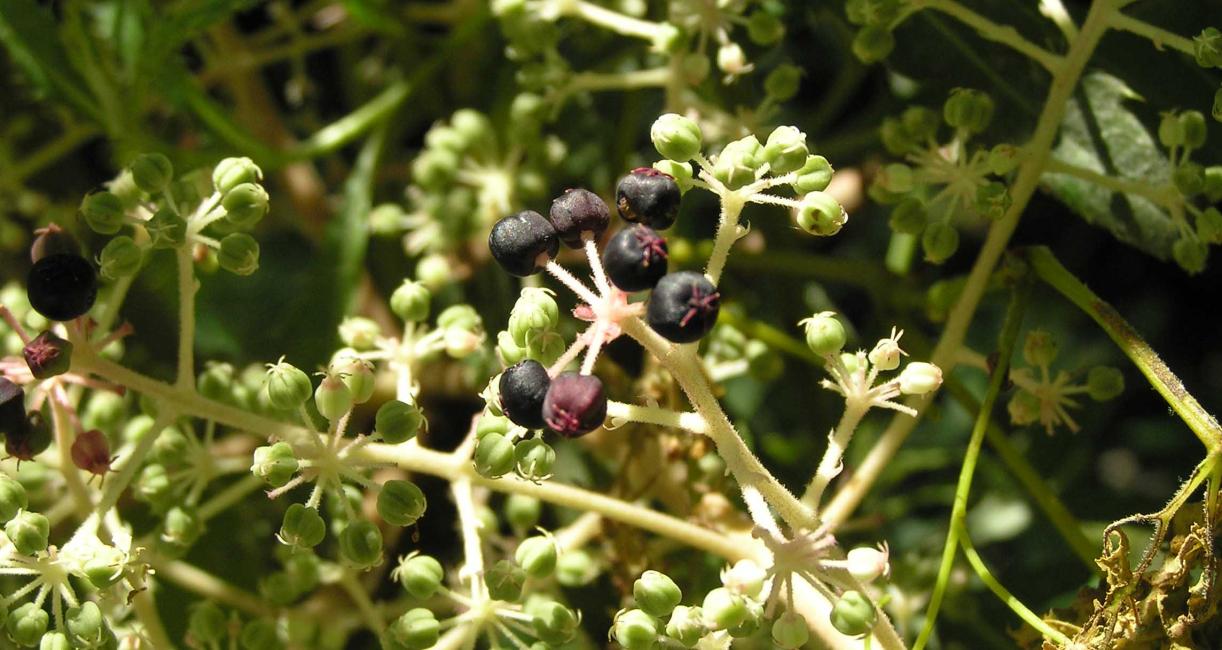 Tree fruit
