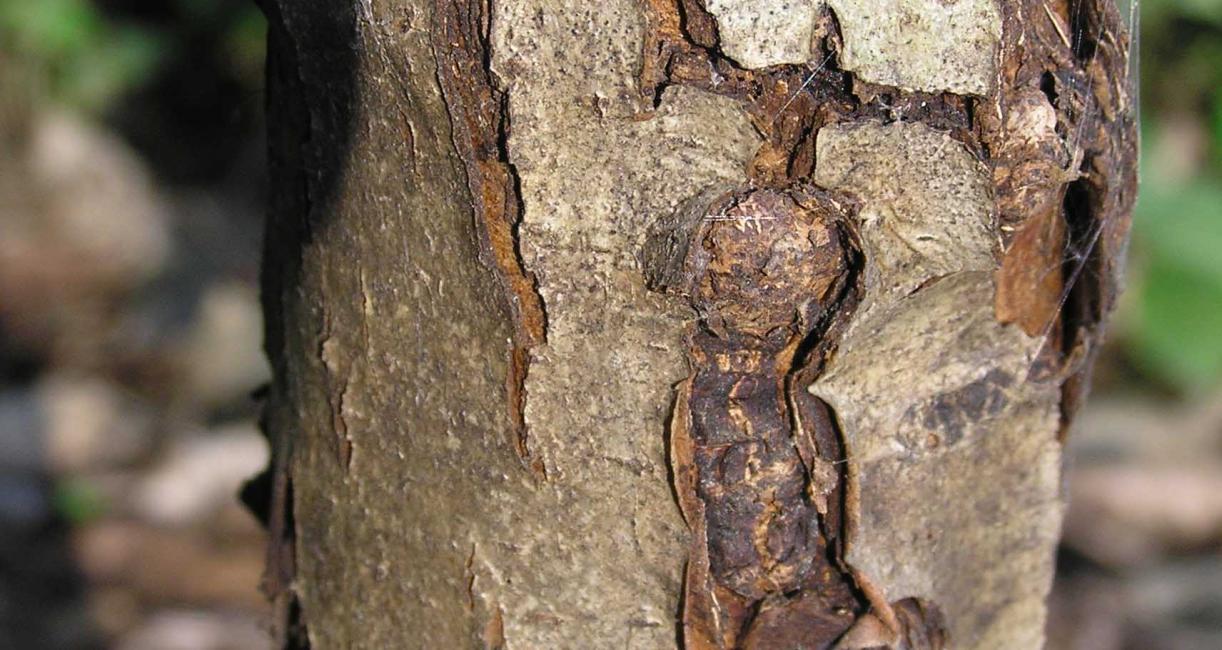 Tree bark