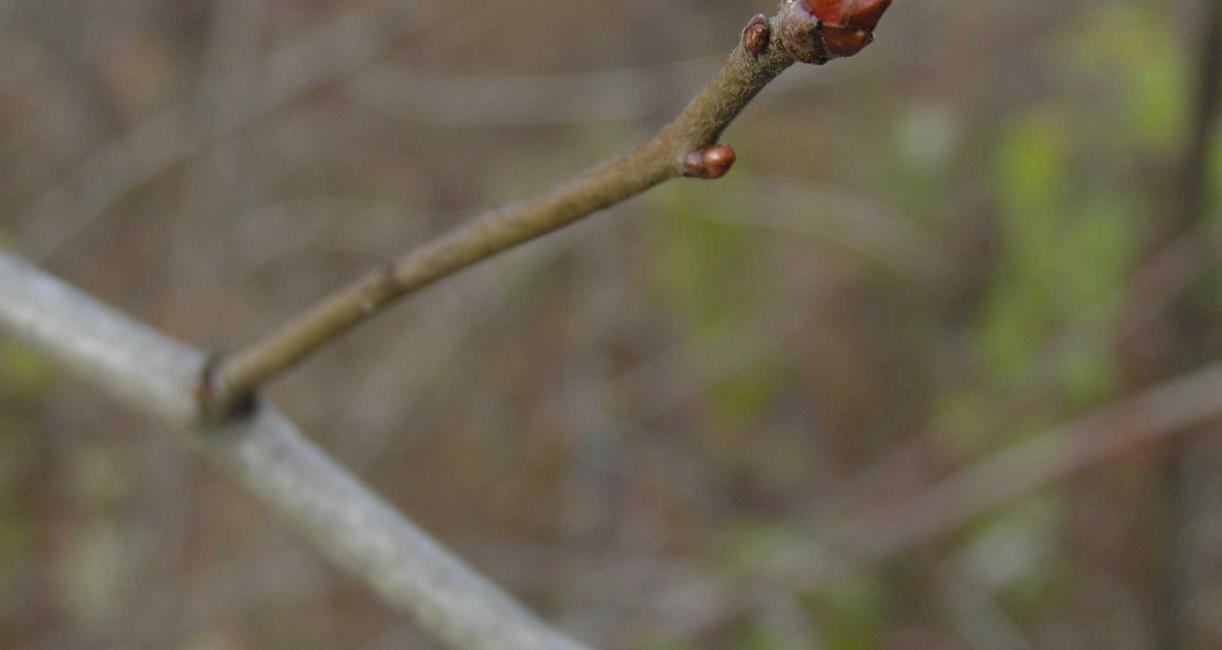 Tree branch