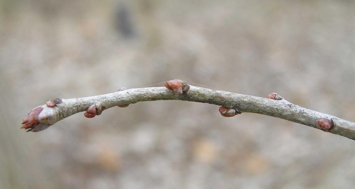 Tree bud