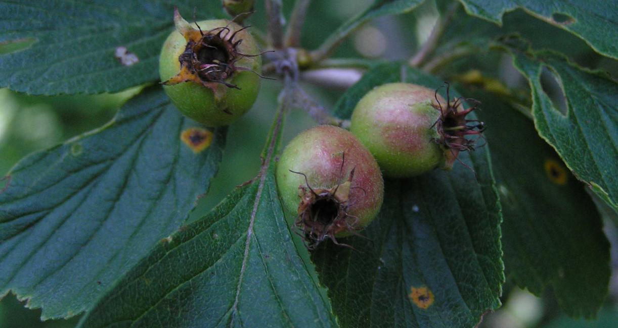 Tree fruit