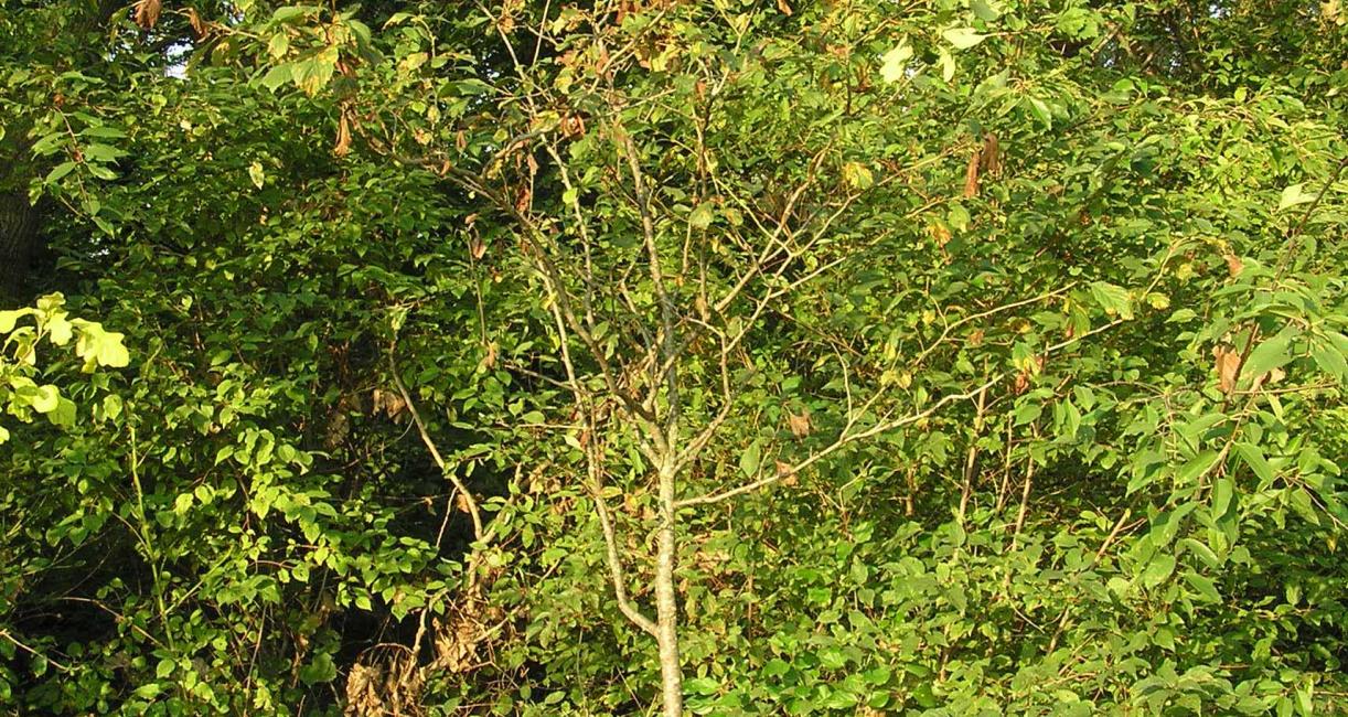 Tree habit