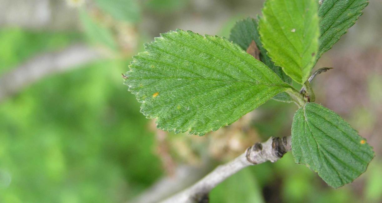 Tree leaves