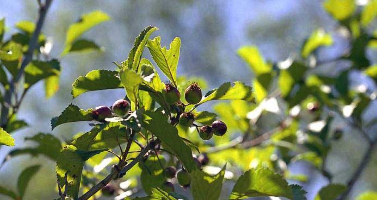 Tree leaves