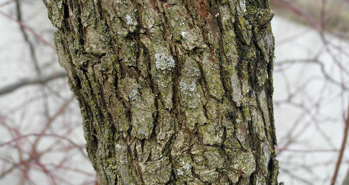 Tree bark