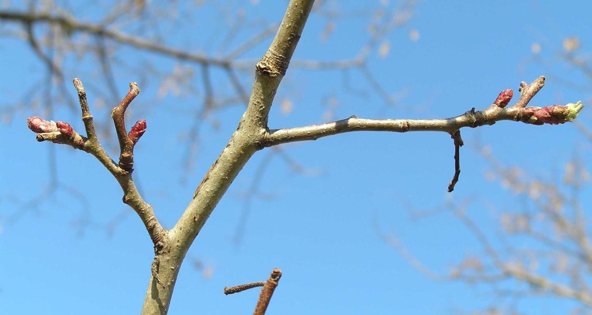 Tree branch