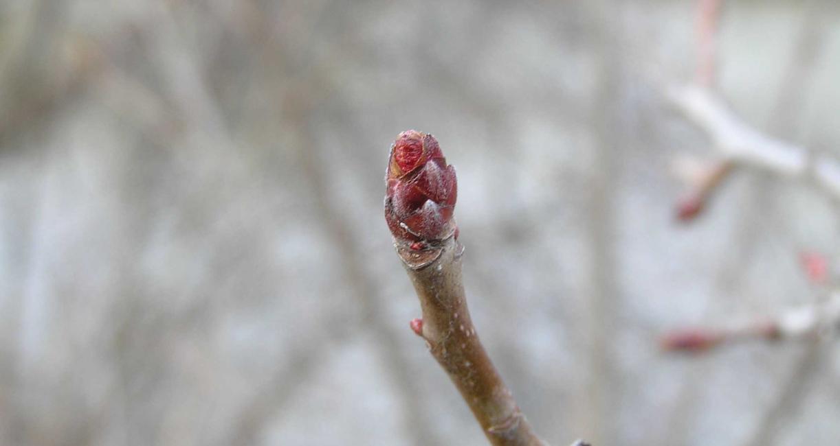 Tree bud