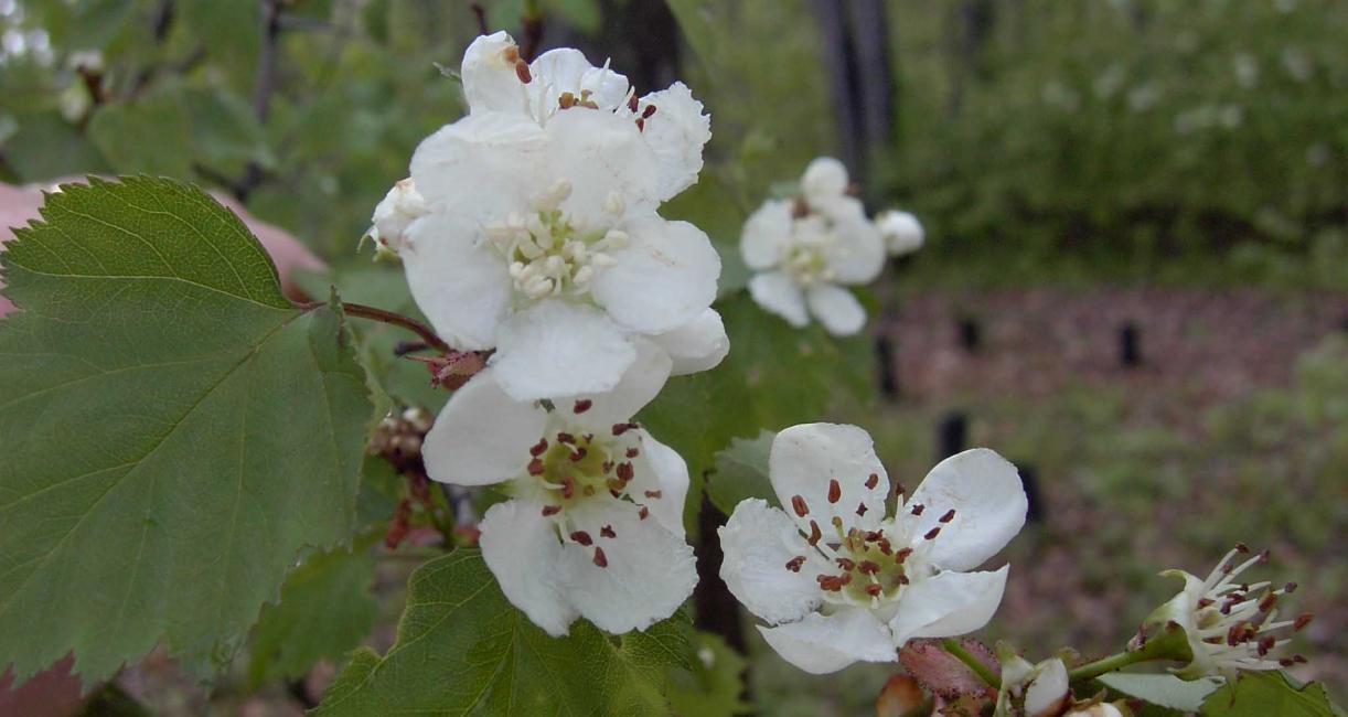 Tree flower