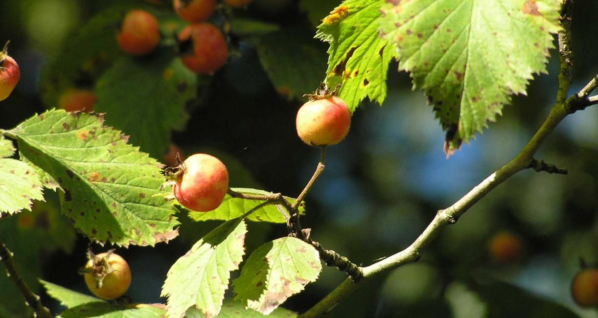 Tree fruit