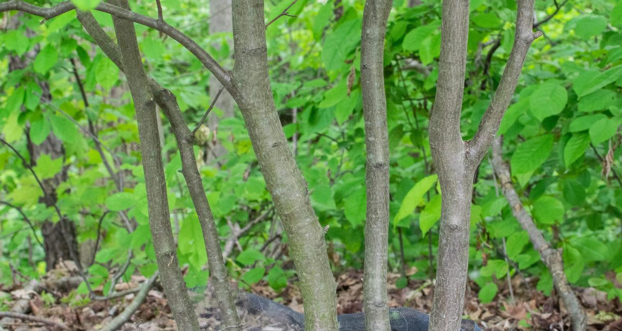 Tree bark