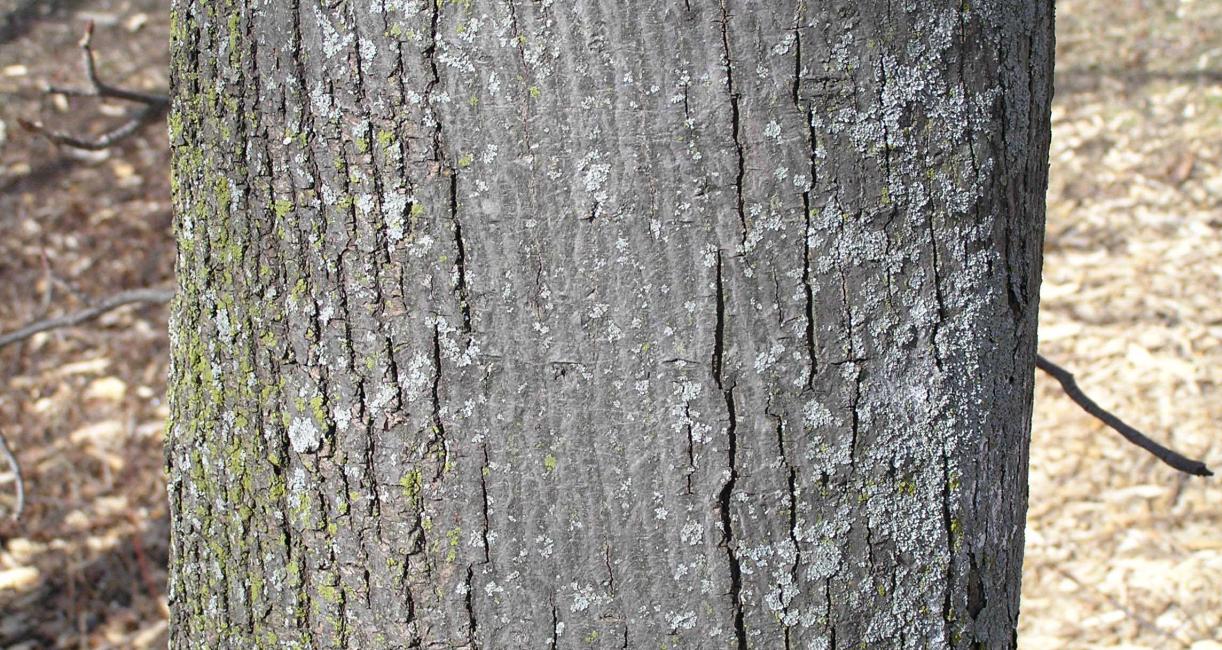Tree bark