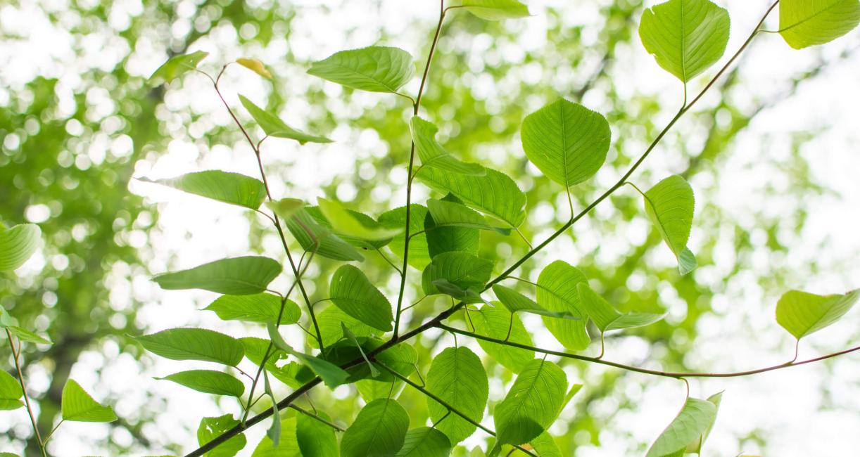 Tree branch