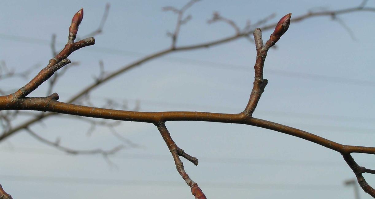 Tree branch