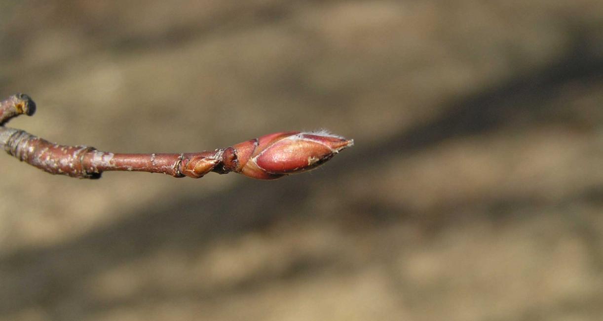 Tree bud