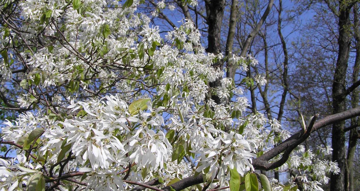 Tree flower