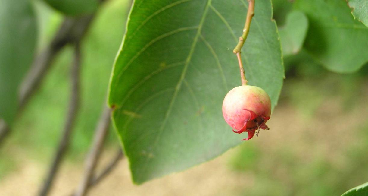 Tree fruit