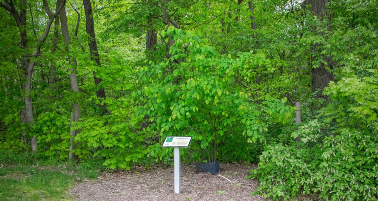 Tree habit