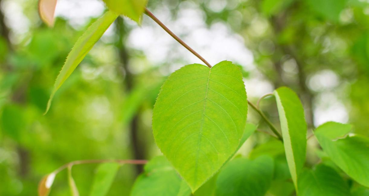 Tree leaves
