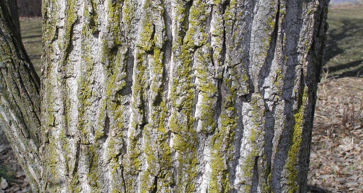 Tree bark