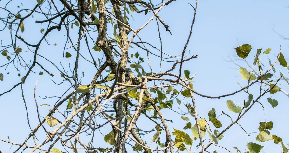Tree branch