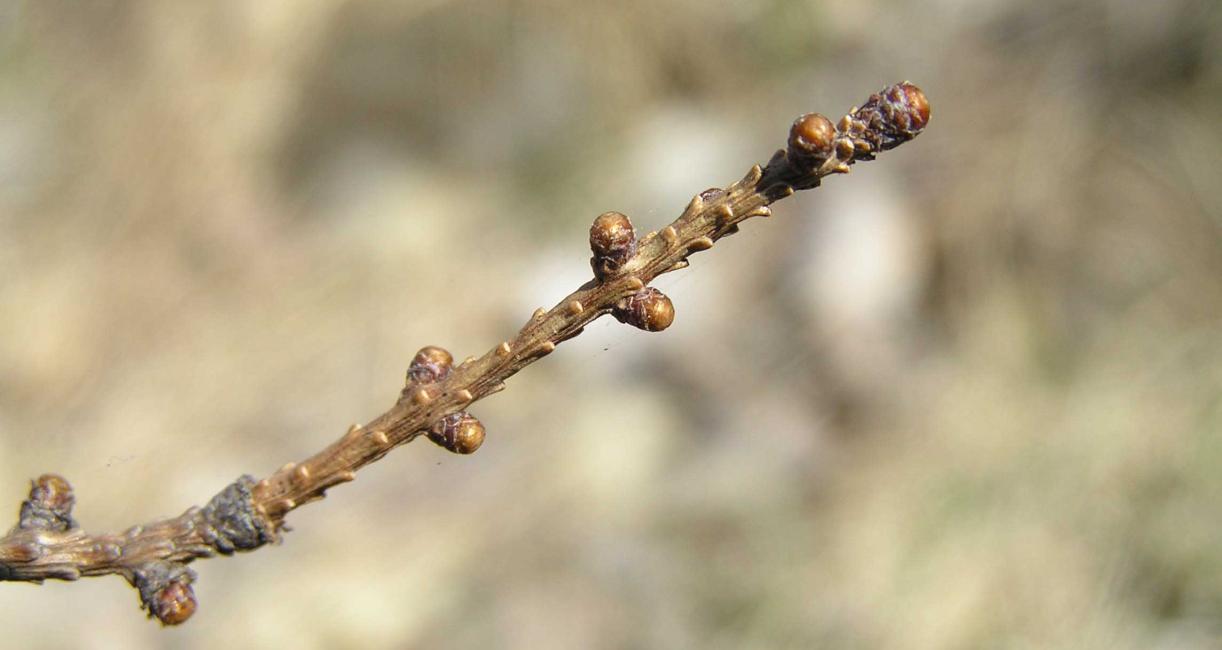 Tree bud