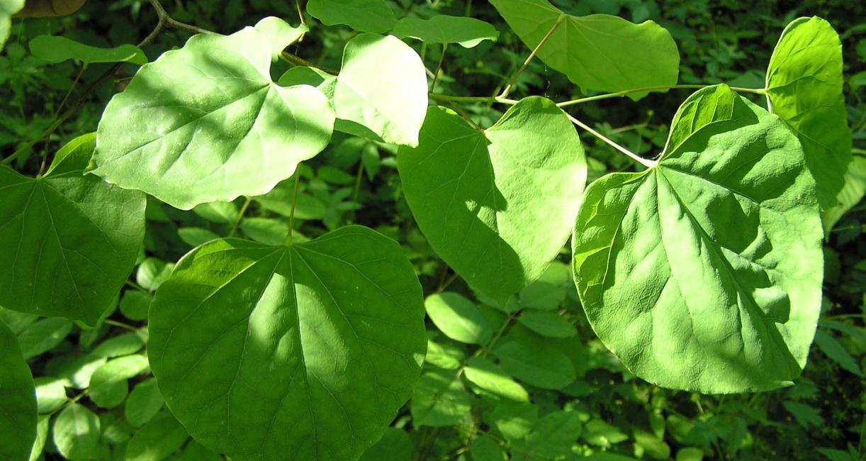 Tree leaves