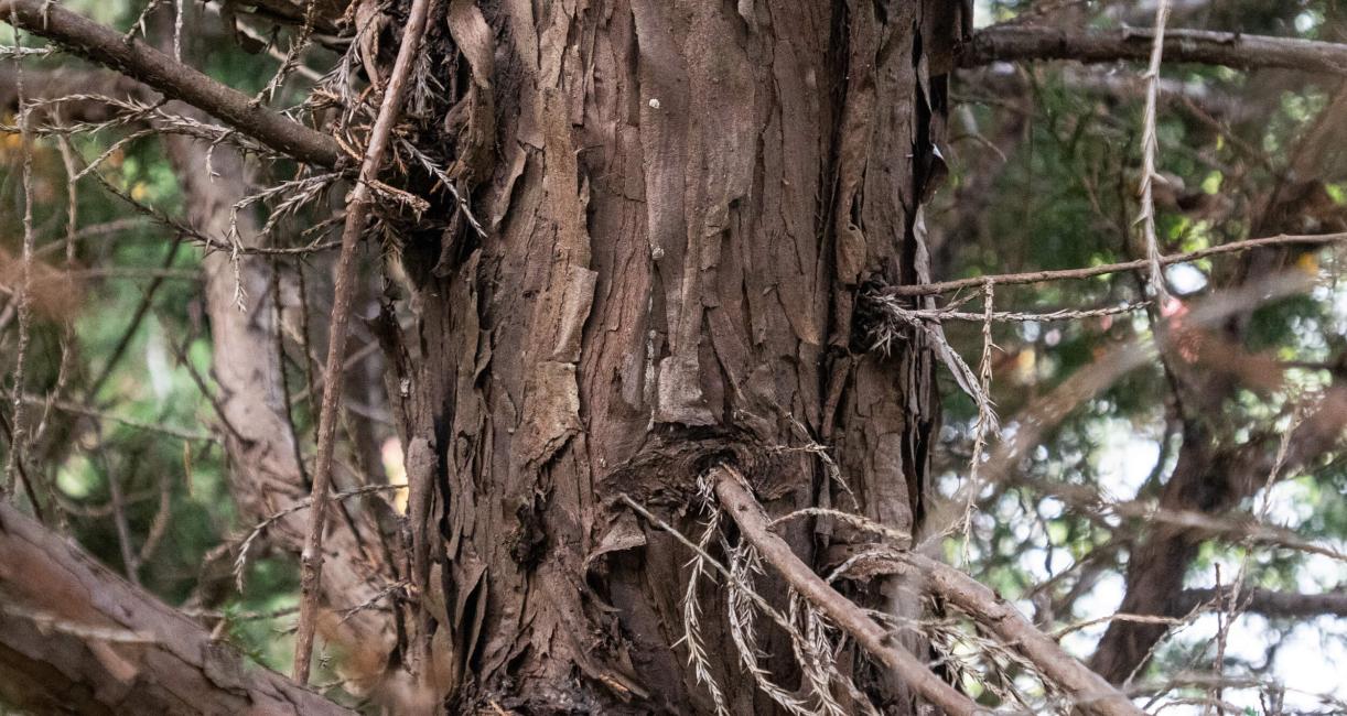 Tree bark