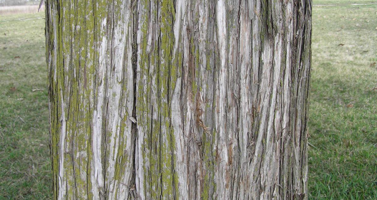 Tree bark