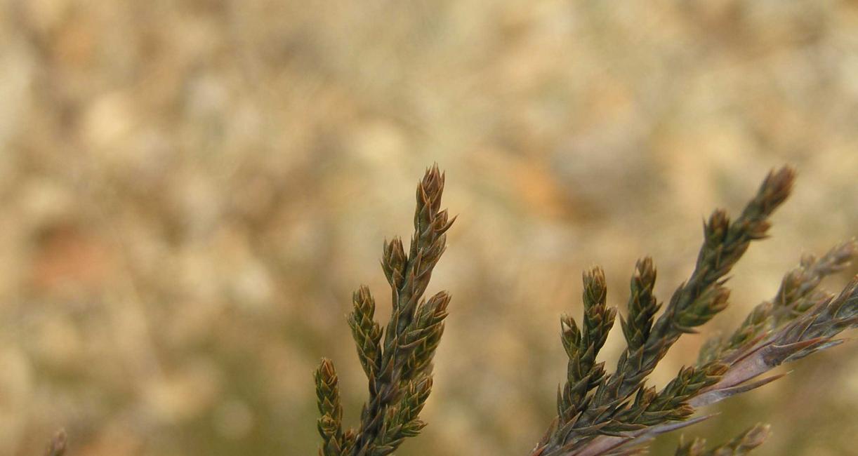 Tree bud