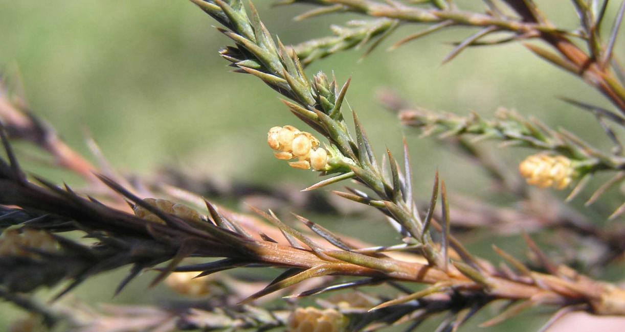Tree flower