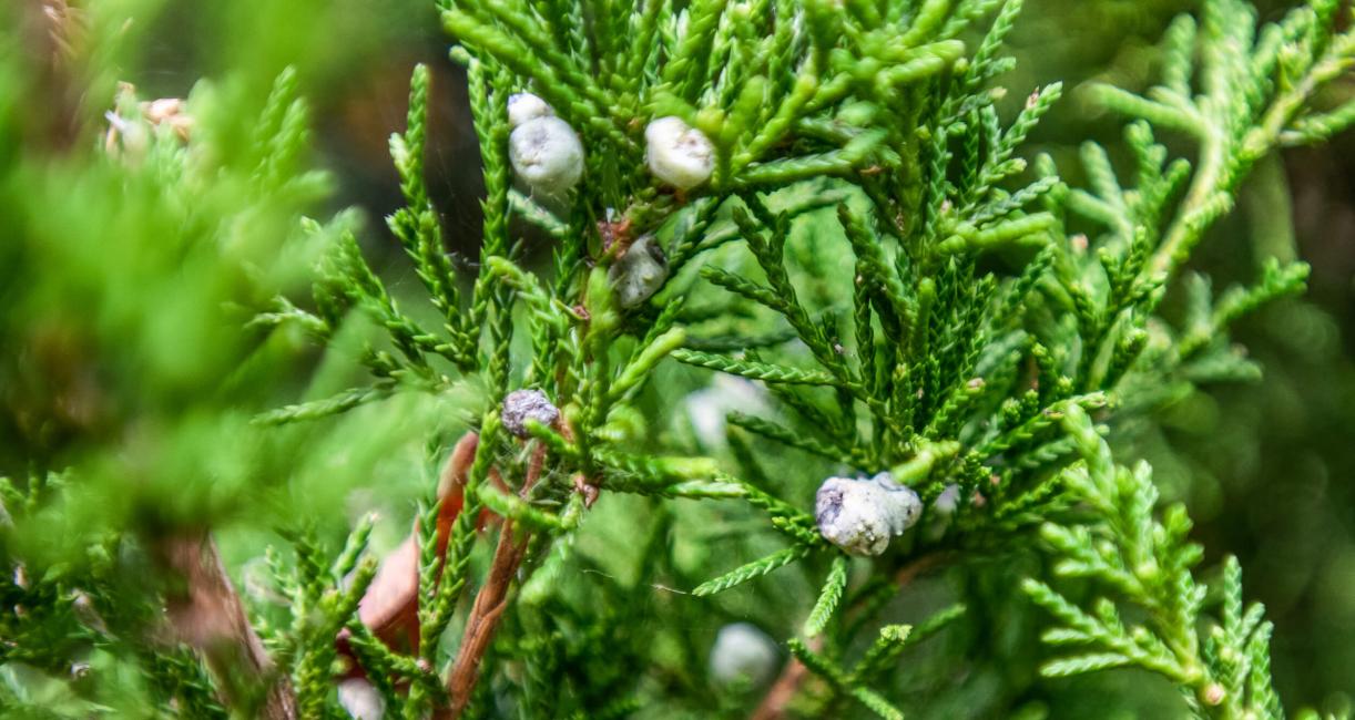 Tree fruit