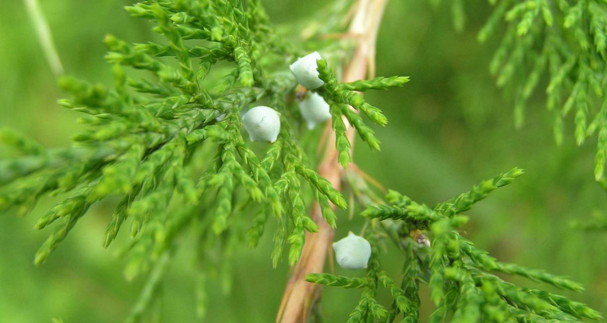 Tree fruit