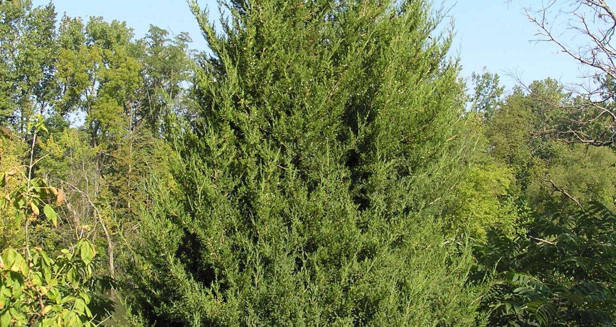 Tree habit