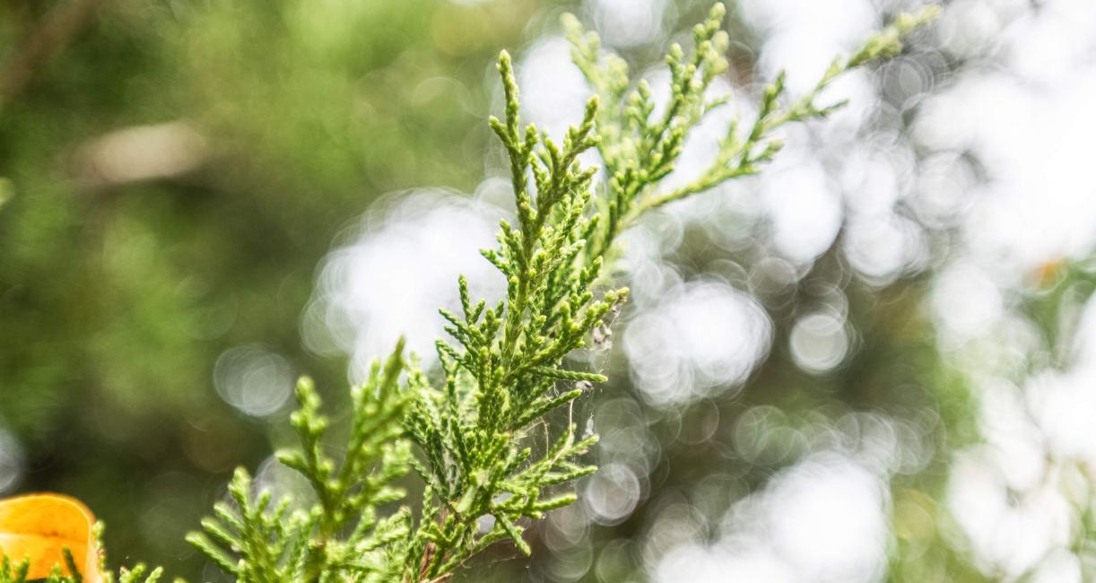 Tree leaves