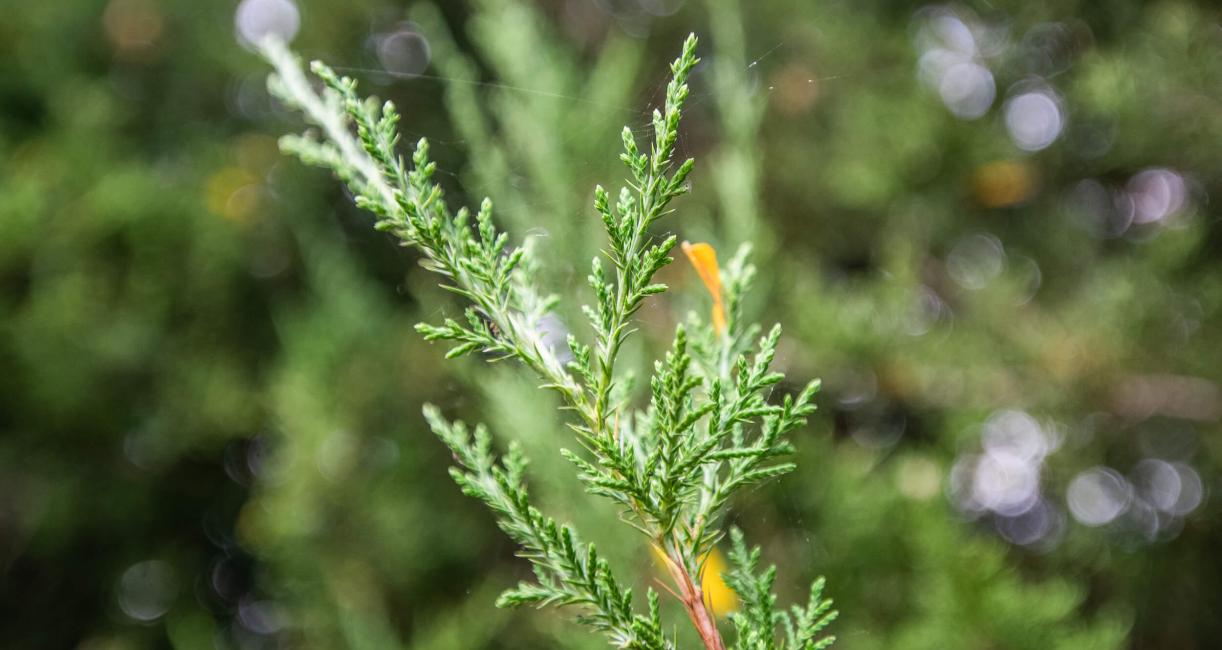 Tree leaves