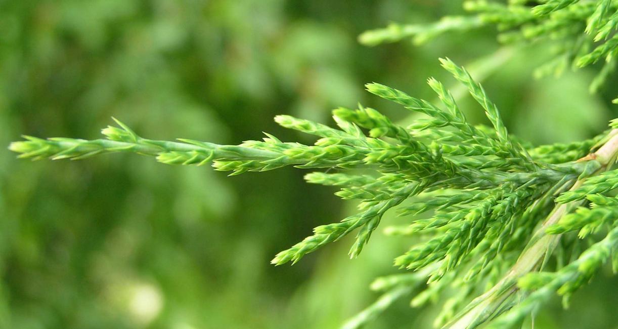 Tree leaves